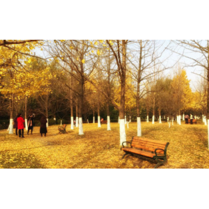 北京地坛公园银杏什么时候黄 地坛公园银杏大道怎么走