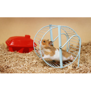 仓鼠怀孕了怎么看出来 怎么让仓鼠怀上宝宝