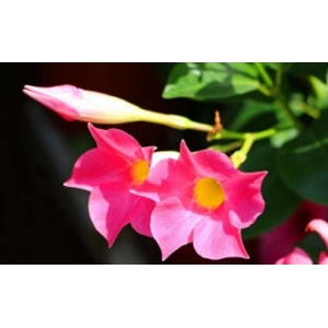 飘香藤能养在室内吗 如何让飘香藤长得快