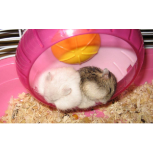 仓鼠会咬人吗 仓鼠咬人是为什么