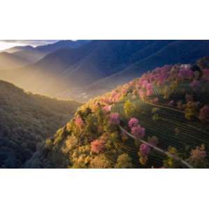 无量山樱花谷门票多少 云南无量山的樱花什么时候开