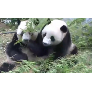 旅日双胞胎熊猫归蜀，跨越半世纪的中日温情送别